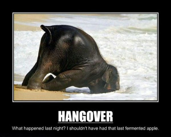 Funny Hangover Quotes
 Funny Quotes About Hangovers QuotesGram