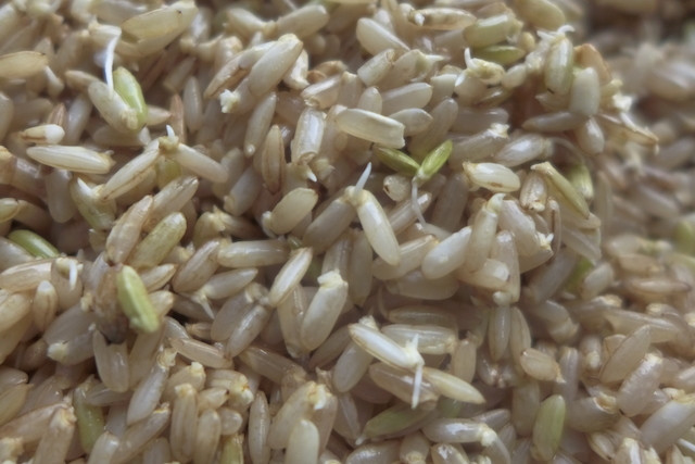 Germinated Brown Rice
 DIY How to Make Sprouted Brown Rice Culture ist
