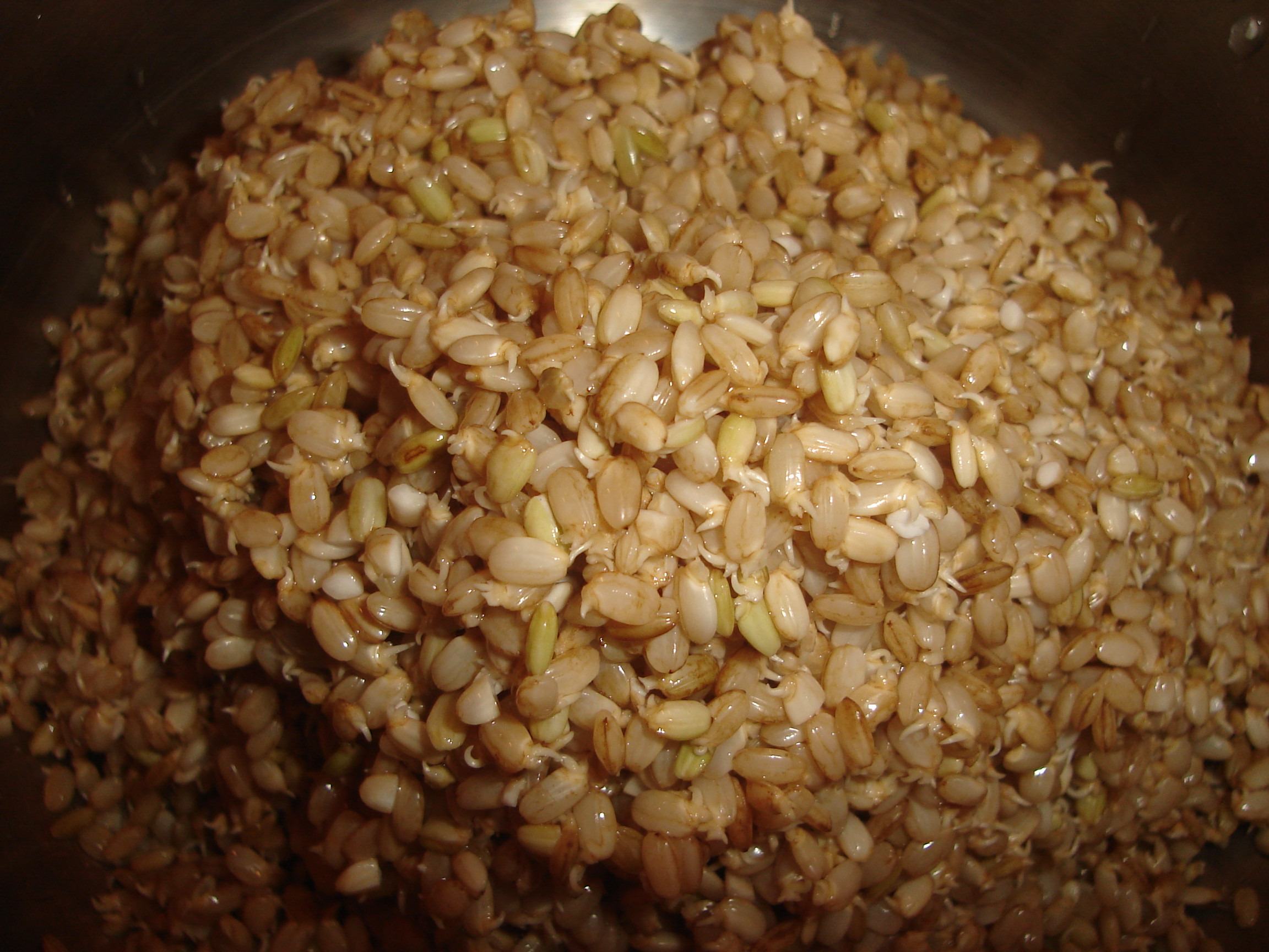 Germinated Brown Rice
 Sprouted Brown Rice Gentle on the Stomach & Nutritious
