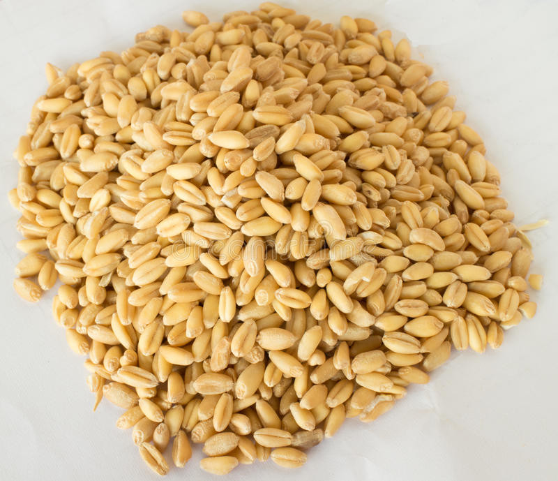 Germinated Brown Rice
 Germinated Brown Rice GABA rice Medicinal Properties