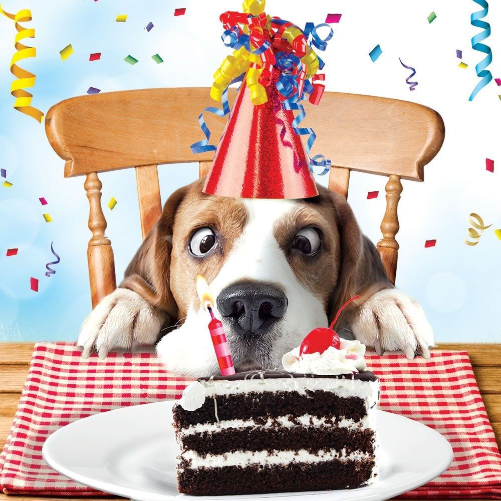 Happy Birthday Funny Cake
 Beagle Luxury Glitter Funny Birthday Greeting Card Dog