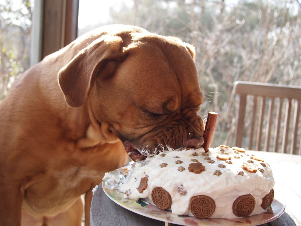 Homemade Dog Birthday Cake
 How to bake a healthy dog birthday cake DIY Ideas