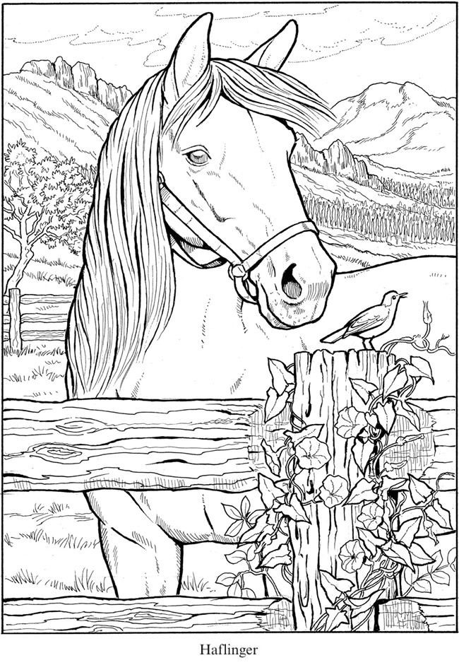 Horse Coloring Pages For Adults
 Pin by jenny Culligan on Line s