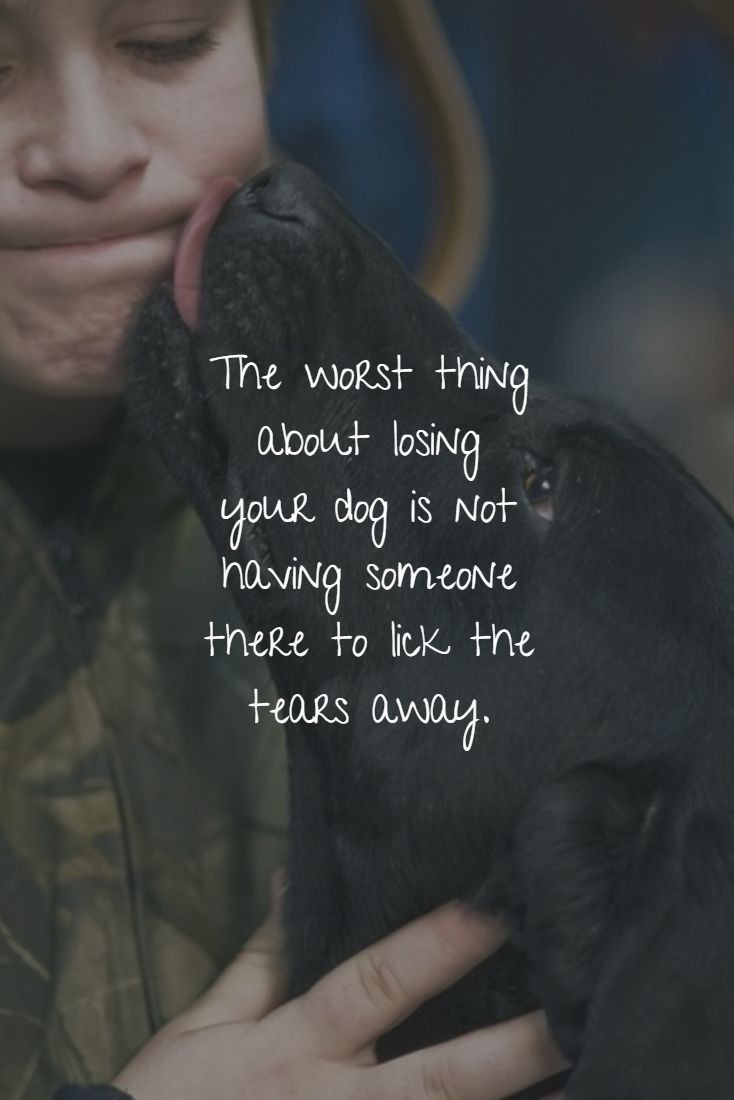 Inspirational Quotes About Losing A Dog
 Best 25 Losing a pet ideas on Pinterest