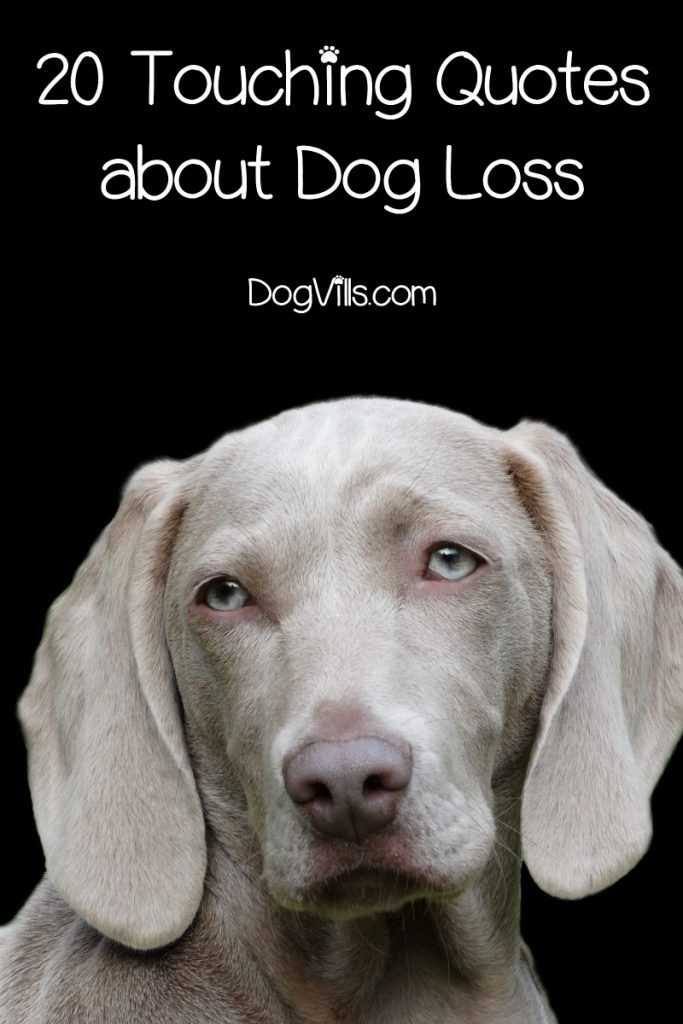 Inspirational Quotes About Losing A Dog
 20 Inspirational & Touching Dog Loss Quotes DogVills