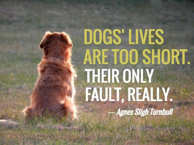 Inspirational Quotes About Losing A Dog
 13 Dog Loss Quotes forting Words When Losing a Friend