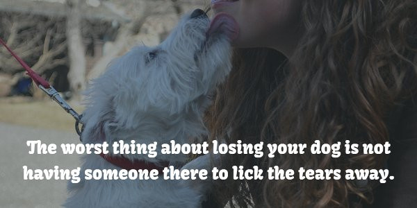 Inspirational Quotes About Losing A Dog
 Dog Gone 20 Inspirational Quotes About Losing a Dog