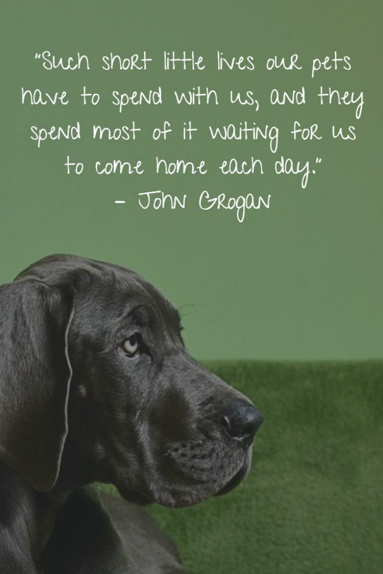 Inspirational Quotes About Losing A Dog
 The Emotional Impact on Humans on Losing A Pet