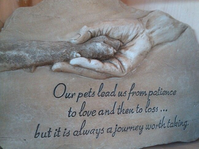 Inspirational Quotes About Losing A Dog
 "Our pets lead us from patience to love and then to loss