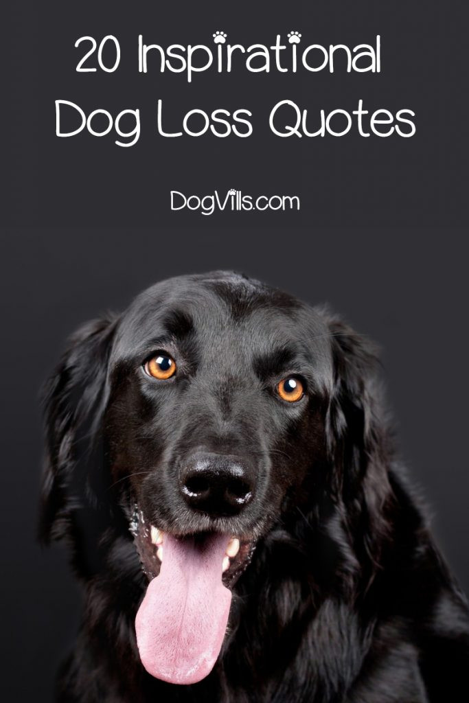 Inspirational Quotes About Losing A Dog
 20 Inspirational & Touching Dog Loss Quotes DogVills