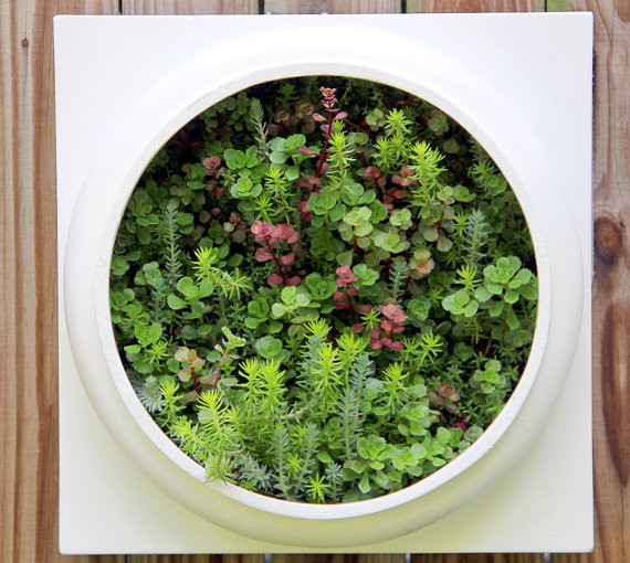 Living Wall Planters Indoor
 Living Wall Planter es Preplanted by Twisted Metals