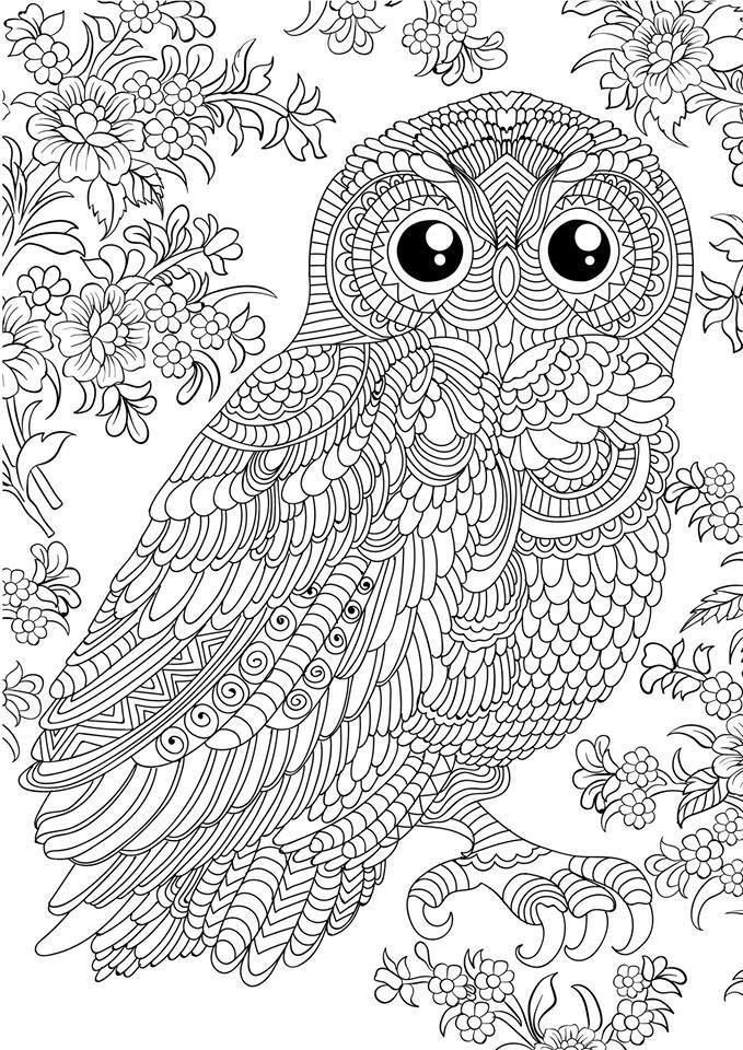 Owl Coloring Book For Adults
 n 679