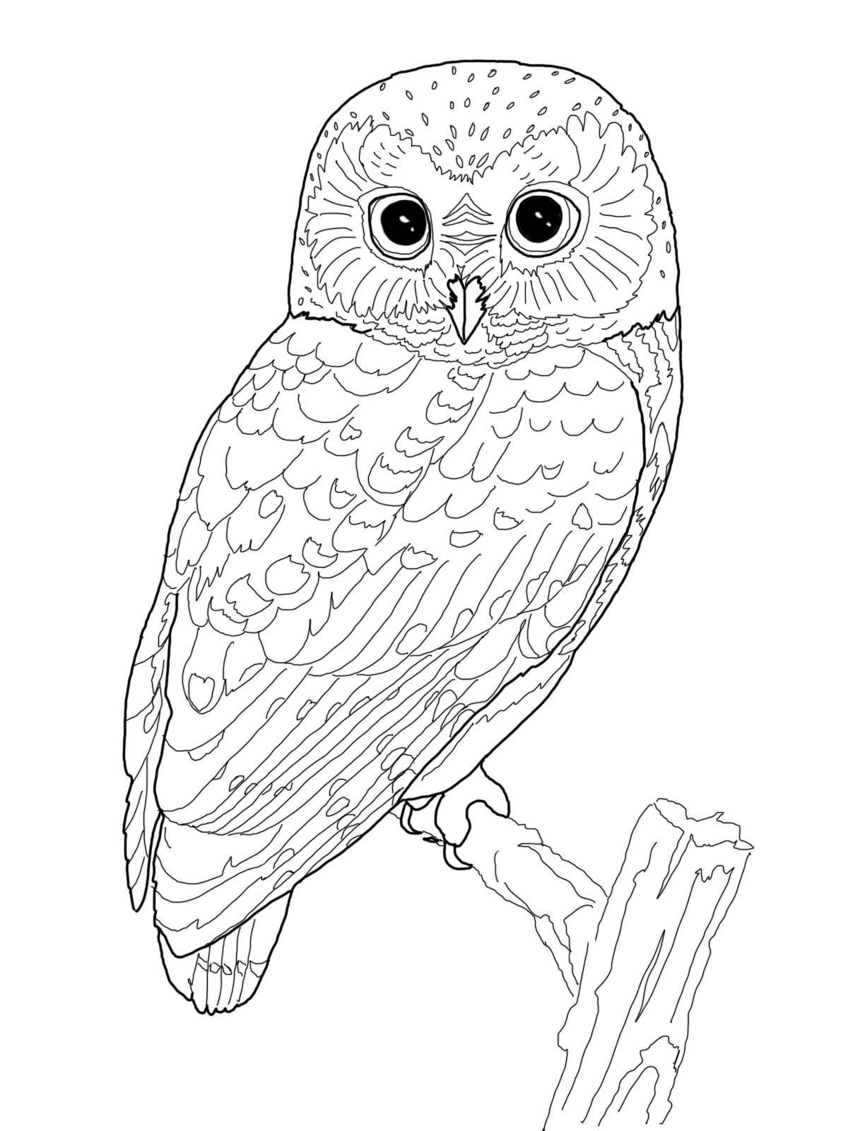 Owl Coloring Book For Adults
 Barn Owl Coloring Pages For Adults
