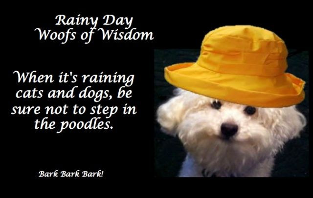 Positive Rainy Day Quotes
 Rainy Day Inspirational Quotes QuotesGram