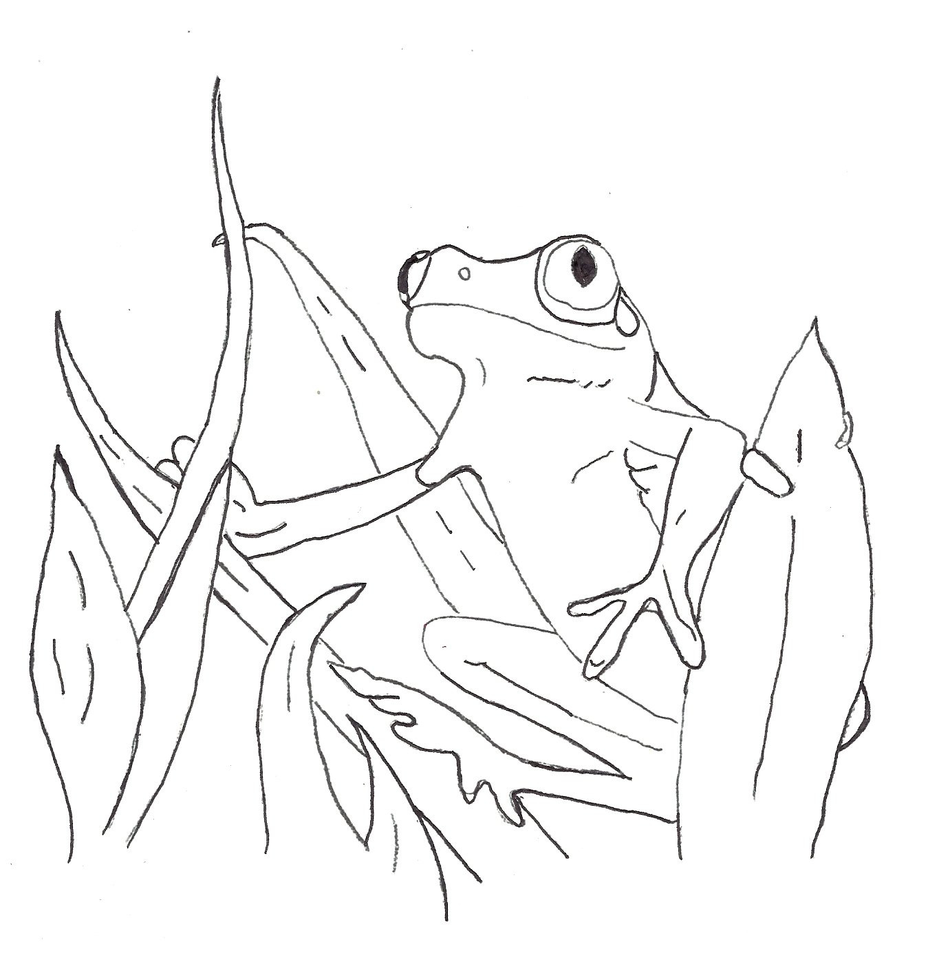 Printable Coloring Book For Kids
 Free Printable Frog Coloring Pages For Kids