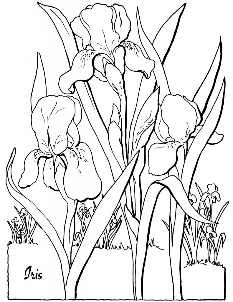 Printable Free Coloring Pages For Adults
 Free Adult Floral Coloring Page The Graphics Fairy