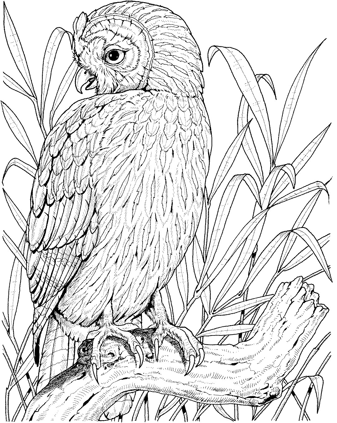 Printable Owl Coloring Pages For Adults
 Owl Coloring Pages
