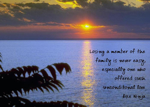 Quote About Losing A Family Member
 Lost Family Member Quotes QuotesGram