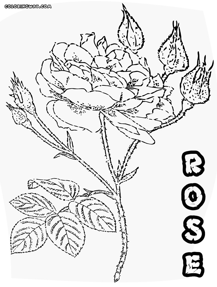 Rose Coloring Pages For Girls
 Rose coloring pages