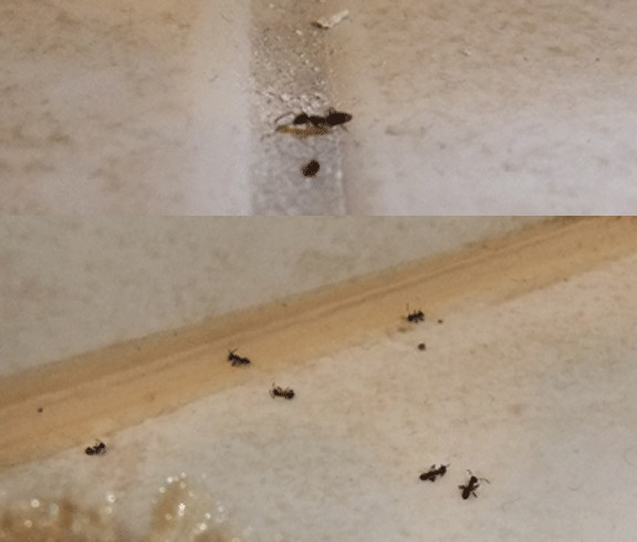 Small Ants In Bathroom Inspirational Rover Ants Brachymyrmex Patagonicus An Emerging Pest Species Of Small Ants In Bathroom 