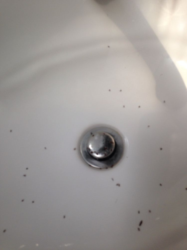 Small Ants In Bathroom Luxury Bathroom Sink Ant Infestation Of Small Ants In Bathroom 