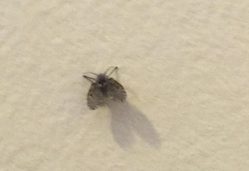 Small Flying Bugs In Bathroom
 Bathtub Bugs Bathroom Fly Stubborn Armenian Bathtub Bugs
