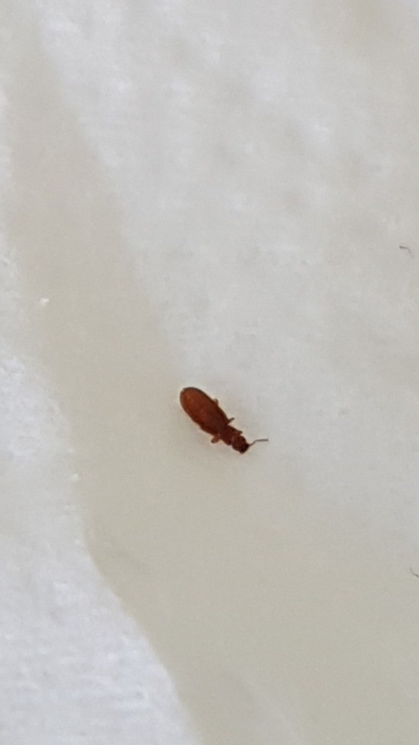 Small Flying Bugs In Bathroom
 Identifying Small Brown Bugs