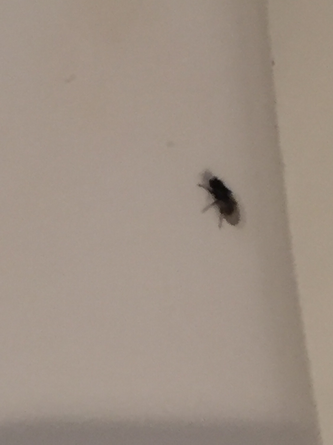 Small Flying Bugs In Bathroom
 My bathroom is infested with tiny black flies Ask an Expert