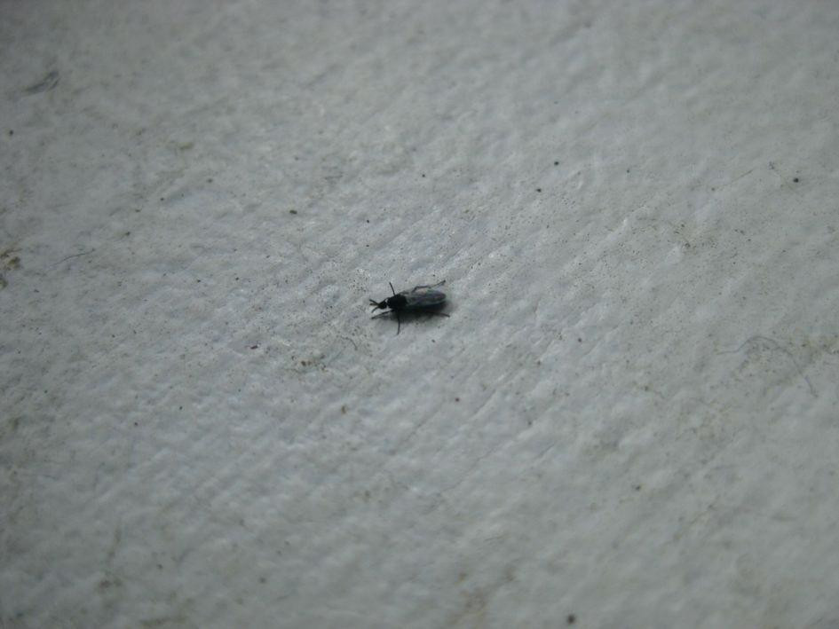 Small Flying Bugs In Bathroom
 Bathroom Fly What S That Bug