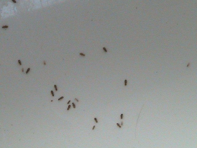 Small Flying Bugs In Bathroom
 Little Black Flying Bugs In Bathroom 28 Little