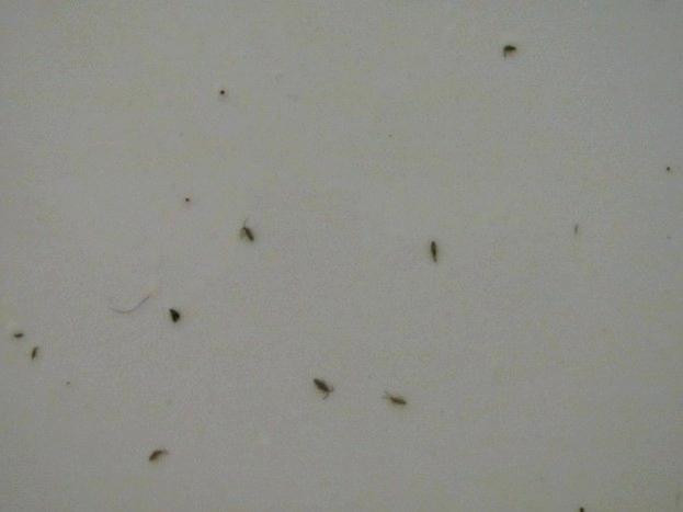 Small Flying Bugs In Bathroom
 Little Flying Bugs In My Bathroom Image Titled Get Rid