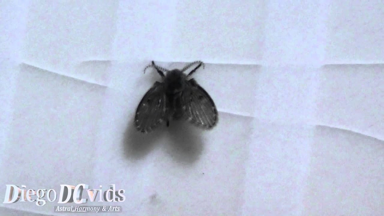 Small Flying Bugs In Bathroom
 Clogmia albipunctata Mothfly Psychodidae Bathroom Fly