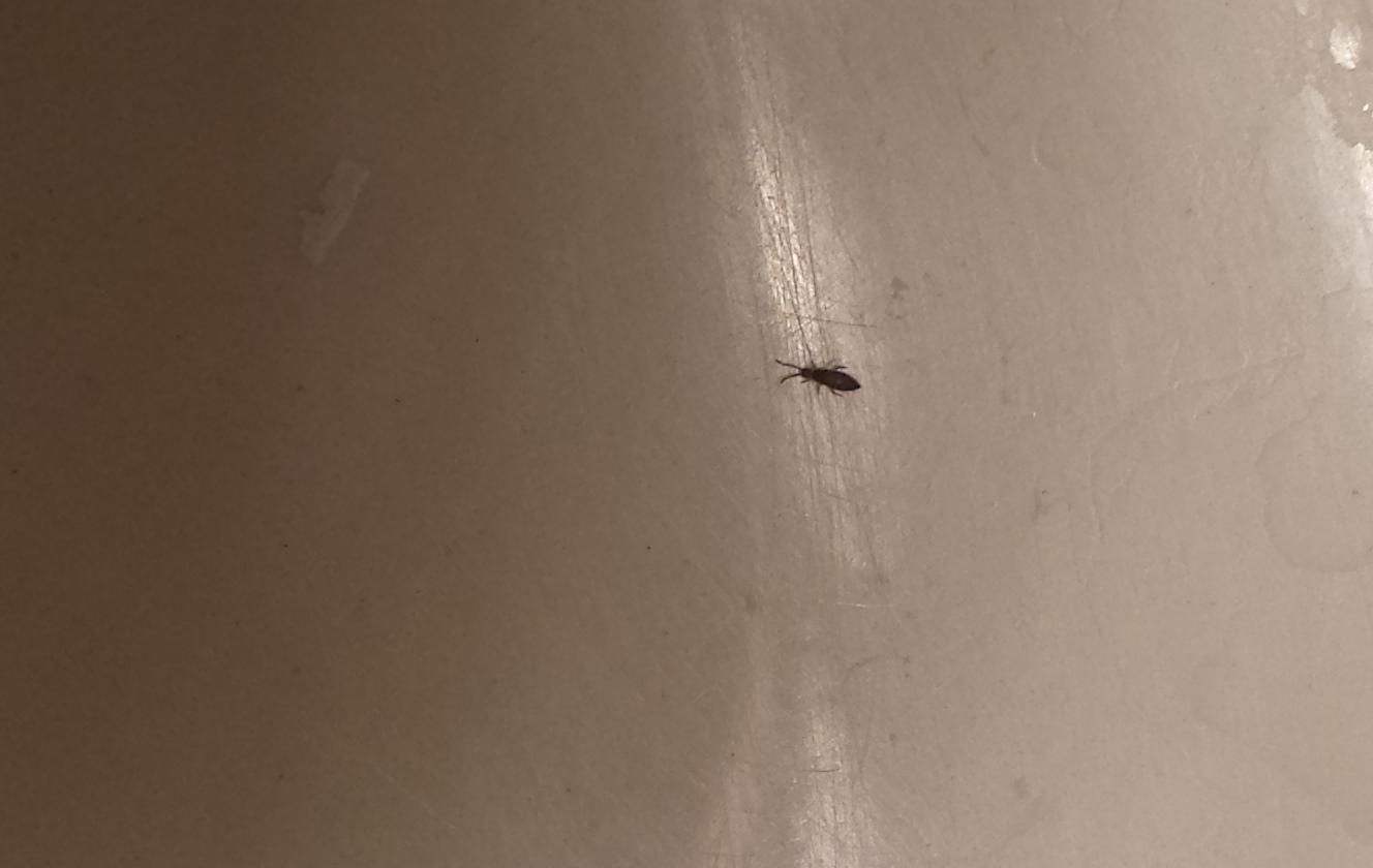 Small Flying Bugs In Bathroom
 Flying Bugs In Bathroom Gnats Basement Small