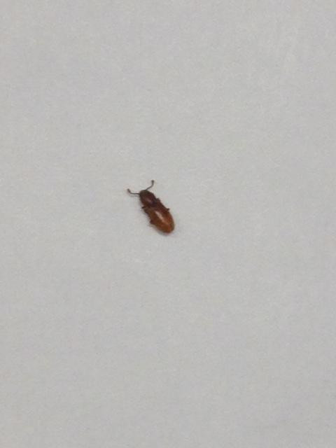 Small Flying Bugs In Bathroom
 Flying Bugs In Bathroom Gnats Basement Small