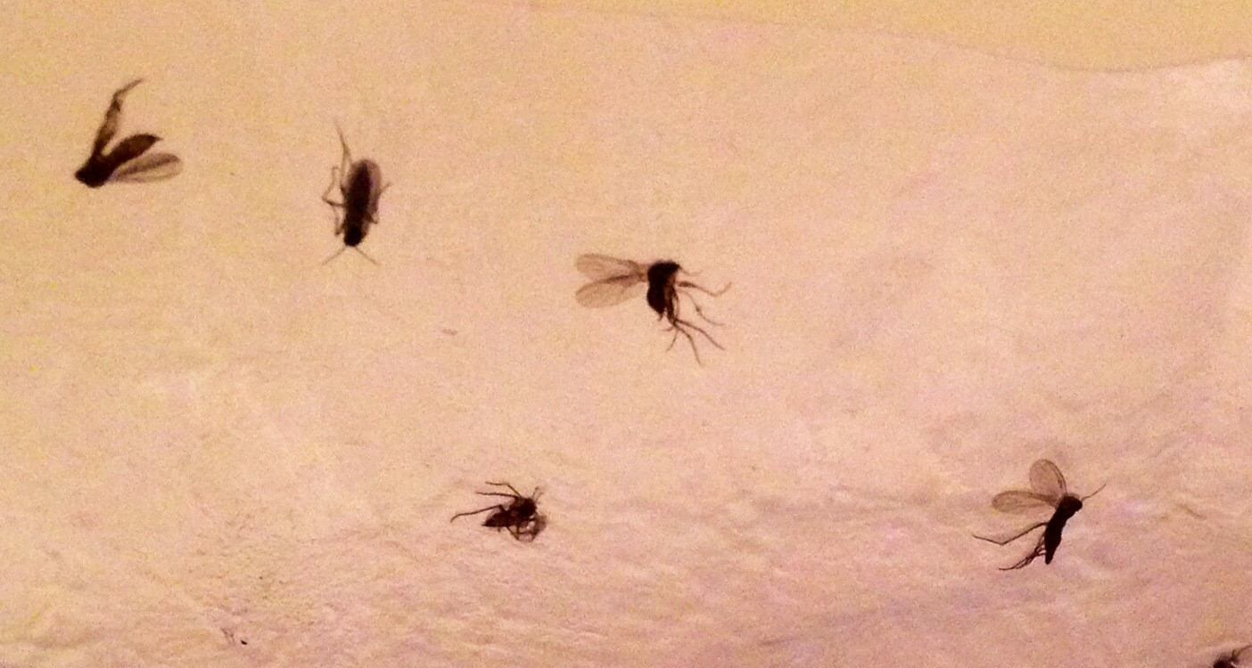 Small Flying Bugs In Bathroom
 Protecting How To Get Rid Psocid Mites Bathroom