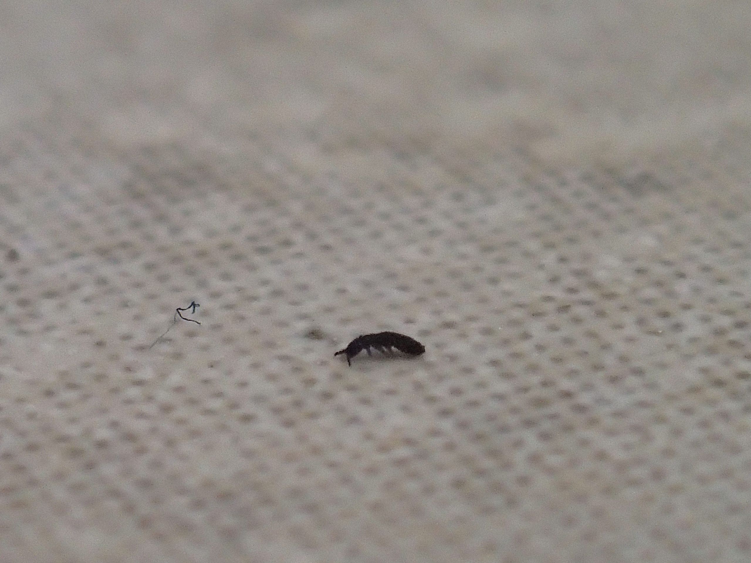 Small Flying Bugs In Bathroom
 Tiny Black Bugs In Bathroom