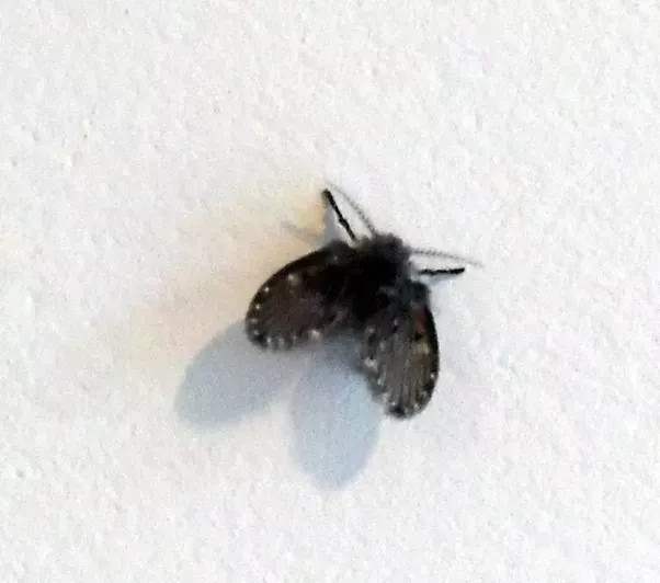 Small Flying Bugs In Bathroom
 Why are little black moths attracted to my house Quora