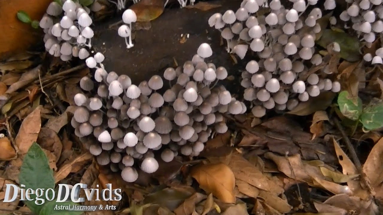 Small White Mushrooms
 Coprinellus disseminatus Small white mushrooms Fungi