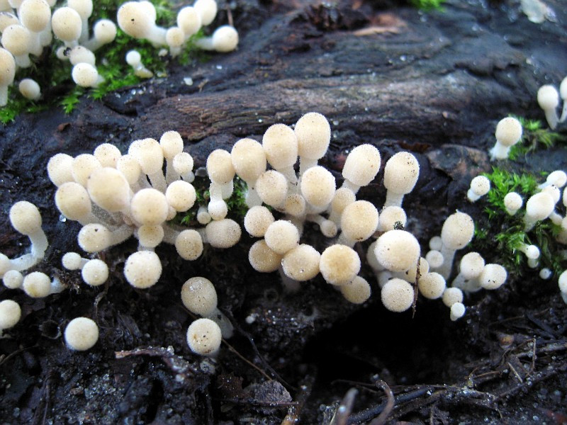 Small White Mushrooms
 small white mushrooms October album eFo