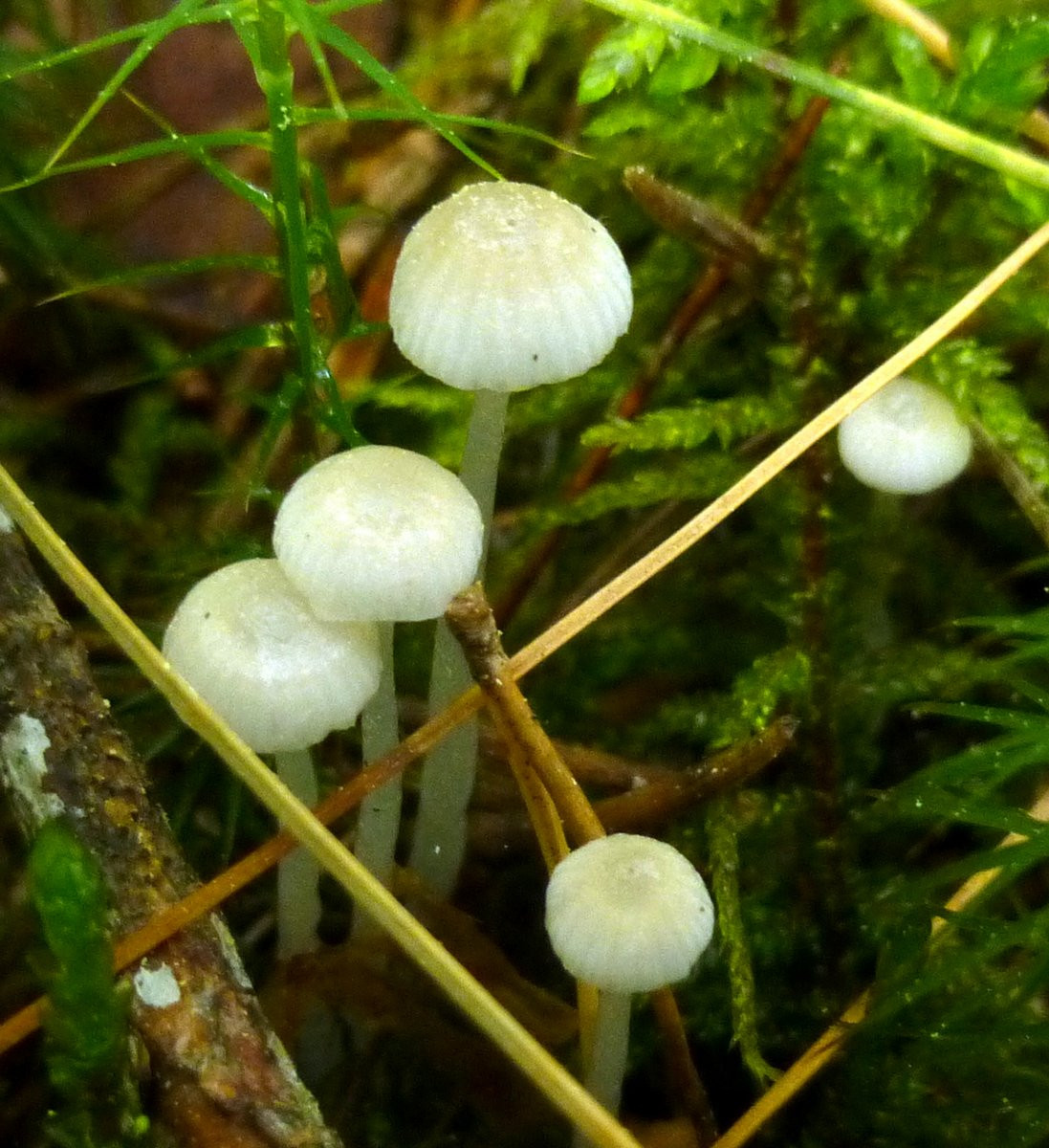 Small White Mushrooms
 Things I’ve Seen