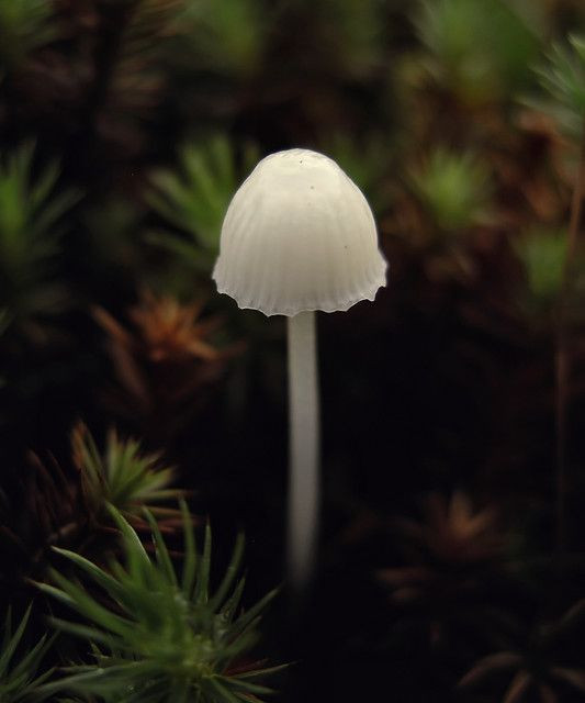 Small White Mushrooms
 little white mushroom mushrooms