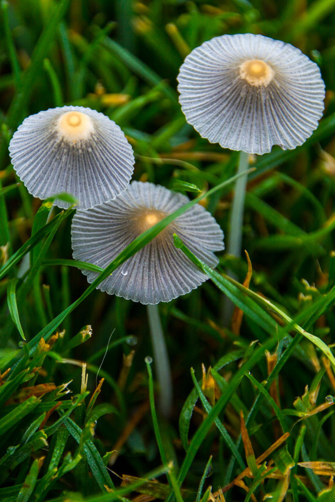 Small White Mushrooms
 Not Just Another Walk In The Park