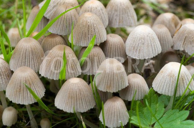 Small White Mushrooms
 little white mushrooms