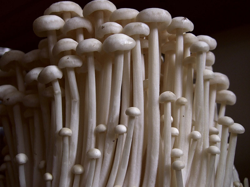 Small White Mushrooms
 The 8 Japanese Mushrooms and Their Health Benefits