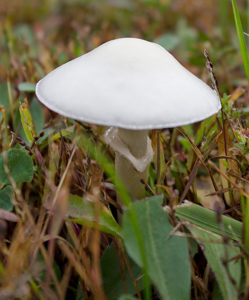 Small White Mushrooms
 Rurification Little White Mushroom