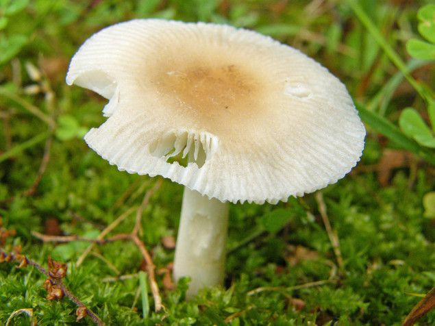 Small White Mushrooms
 Small white mushroom Inside Out