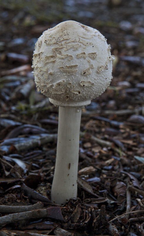 Small White Mushrooms
 White Mushroom
