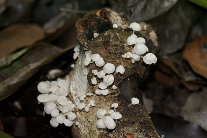 Small White Mushrooms
 Mushroom Gallery