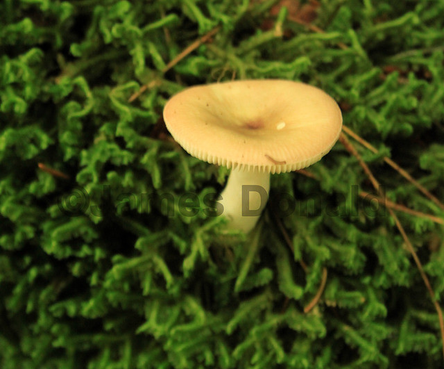Small White Mushrooms
 Small White Mushroom