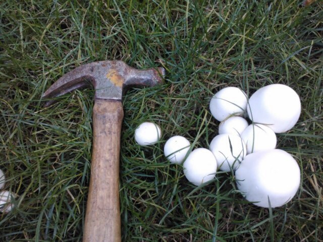 Small White Mushrooms
 White mushrooms in lawn look like marshmallows Ask an Expert